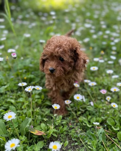 Bellissimi Barboncino cuccioli per adozione