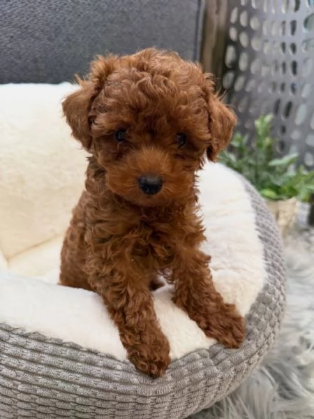 Bellissimi Barboncino cuccioli per adozione
