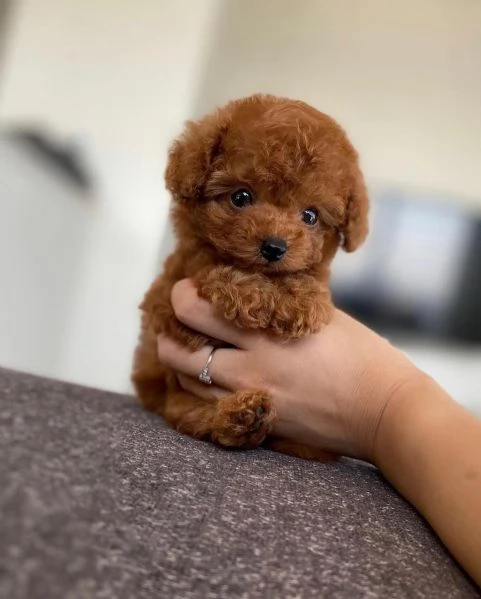 Bellissimi Barboncino cuccioli per adozione