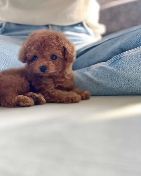 Bellissimi Barboncino cuccioli per adozione | Foto 2