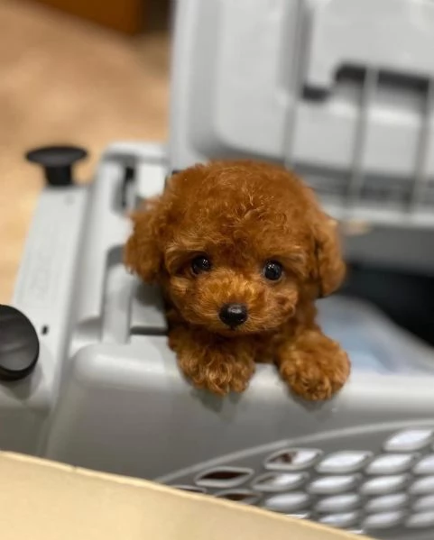 Bellissimi Barboncino cuccioli per adozione | Foto 1