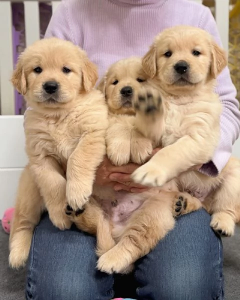 Splendidi Golden Retriever cuccioli per adozione | Foto 13