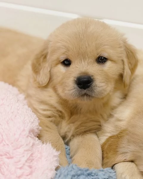 Splendidi Golden Retriever cuccioli per adozione | Foto 7