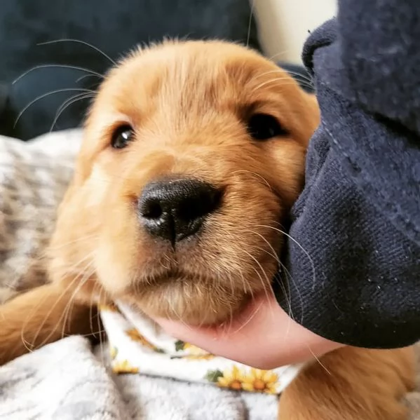 Splendidi Golden Retriever cuccioli per adozione | Foto 4