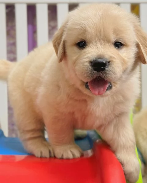 Splendidi Golden Retriever cuccioli per adozione | Foto 1