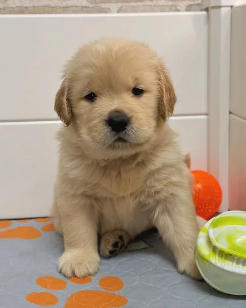 Splendidi Golden Retriever cuccioli per adozione | Foto 1