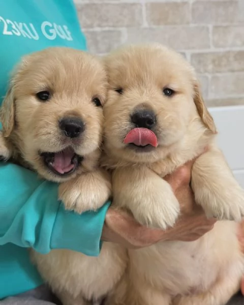 Splendidi Golden Retriever cuccioli per adozione