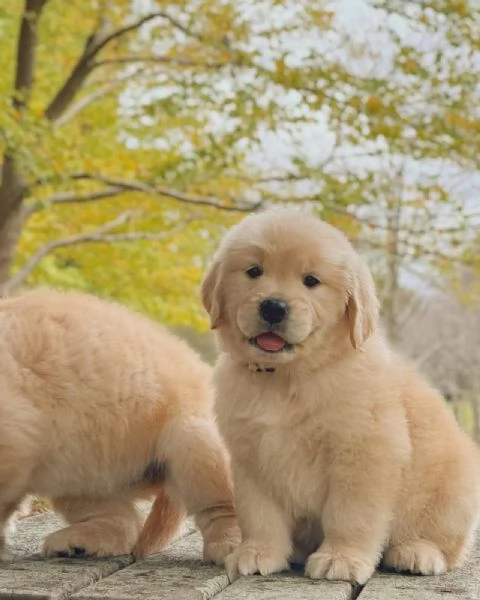 Splendidi Golden Retriever cuccioli per adozione | Foto 0