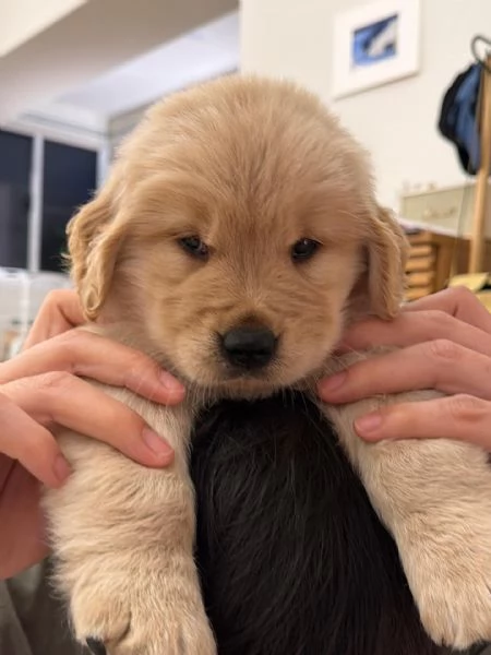 Splendidi Golden Retriever cuccioli per adozione | Foto 2