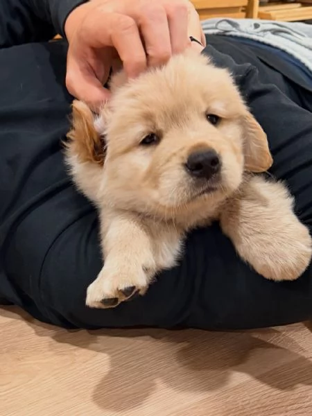 Splendidi Golden Retriever cuccioli per adozione | Foto 1