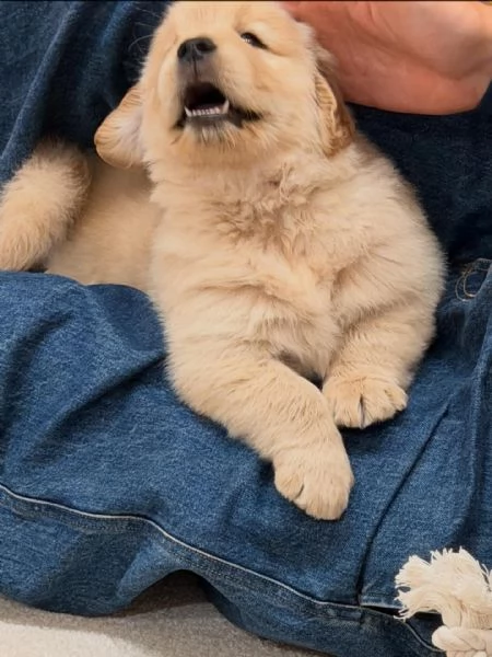 Splendidi Golden Retriever cuccioli per adozione | Foto 0