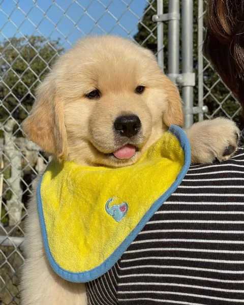 Splendidi Golden Retriever cuccioli per adozione