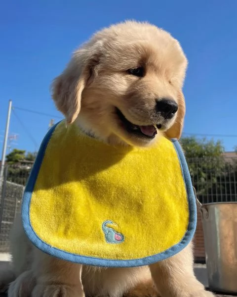 Splendidi Golden Retriever cuccioli per adozione | Foto 1