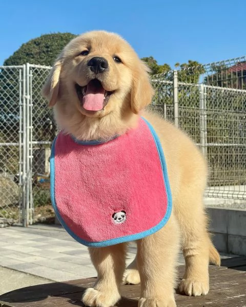 Splendidi Golden Retriever cuccioli per adozione | Foto 2