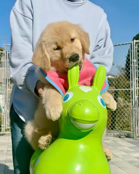 Splendidi Golden Retriever cuccioli per adozione