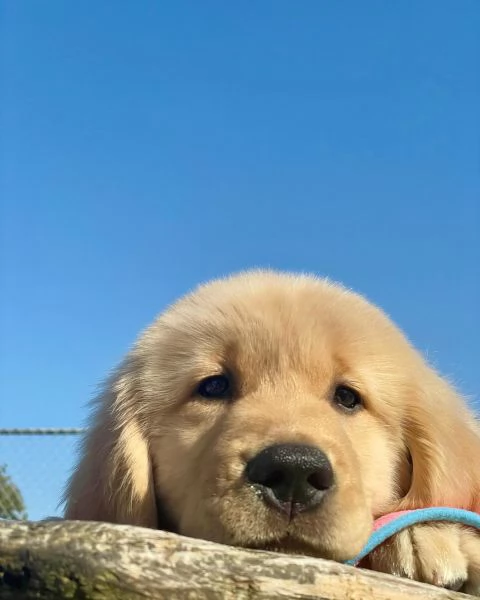 Splendidi Golden Retriever cuccioli per adozione | Foto 0