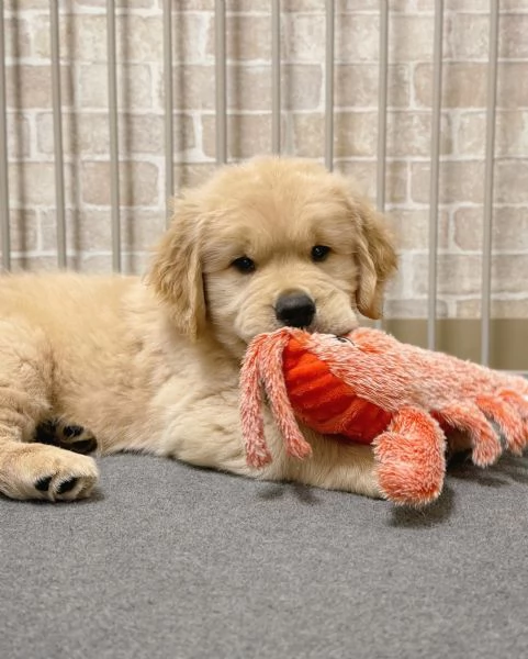 Splendidi Golden Retriever cuccioli per adozione | Foto 3