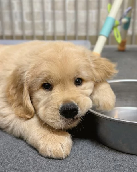 Splendidi Golden Retriever cuccioli per adozione | Foto 2