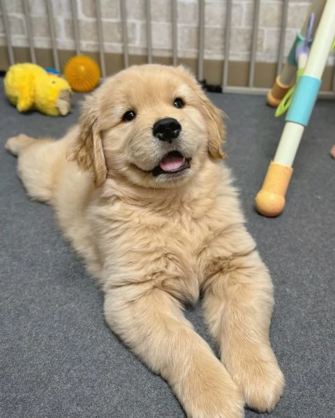 Splendidi Golden Retriever cuccioli per adozione