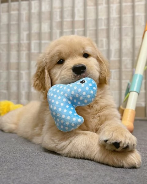 Splendidi Golden Retriever cuccioli per adozione | Foto 1