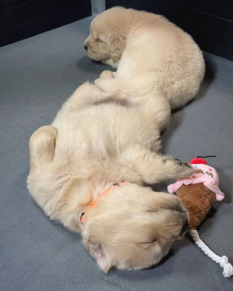 Splendidi Golden Retriever cuccioli per adozione | Foto 2