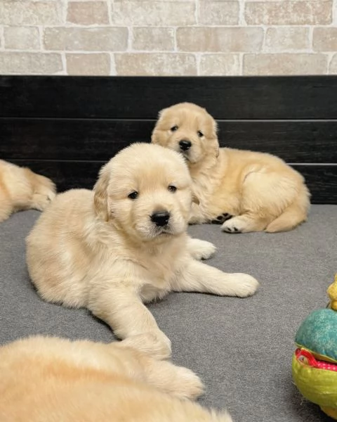 Splendidi Golden Retriever cuccioli per adozione | Foto 1