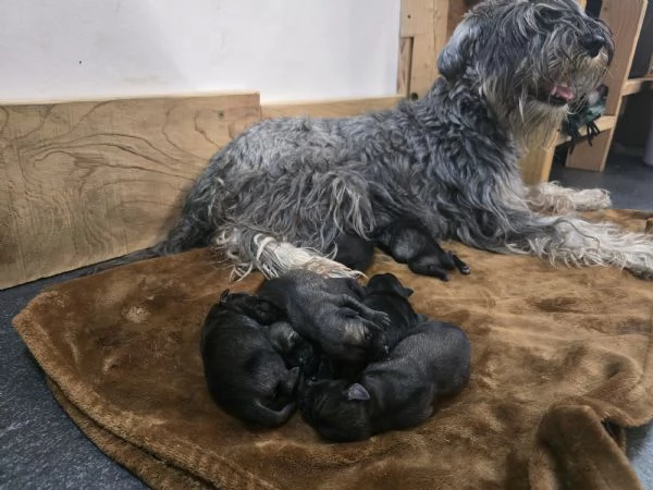 Cuccioli Schnautzer medio sale e pepe 