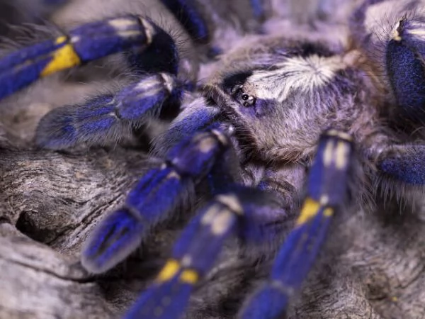 Poecilotheria metallica Zaffiro Gooty in vendita