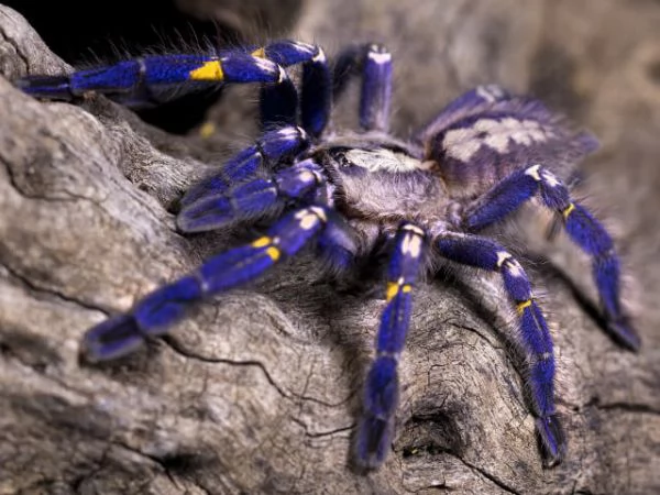 Poecilotheria metallica Zaffiro Gooty in vendita | Foto 0