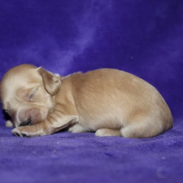 Disponibili splendidi Bassotto cuccioli per adozione | Foto 0