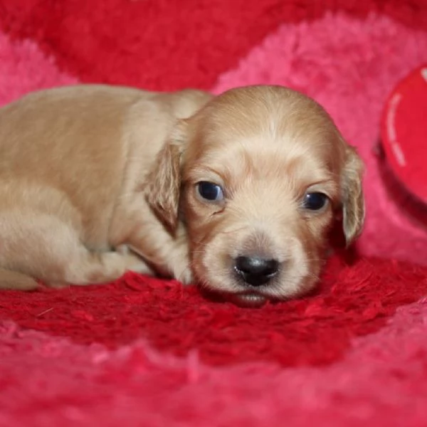 Disponibili splendidi Bassotto cuccioli per adozione | Foto 3