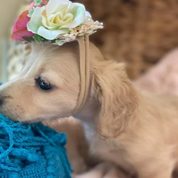 Disponibili splendidi Bassotto cuccioli per adozione