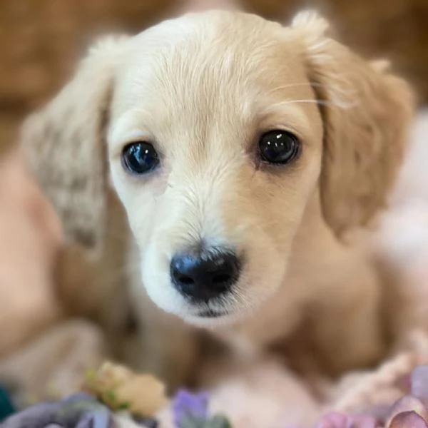Disponibili splendidi Bassotto cuccioli per adozione | Foto 5