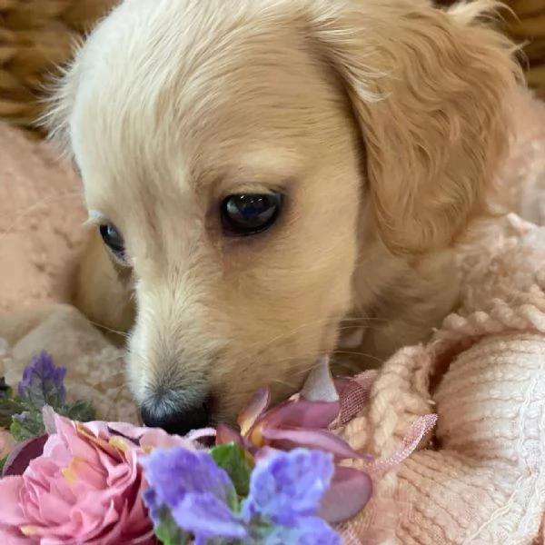 Disponibili splendidi Bassotto cuccioli per adozione | Foto 3