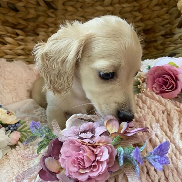 Disponibili splendidi Bassotto cuccioli per adozione