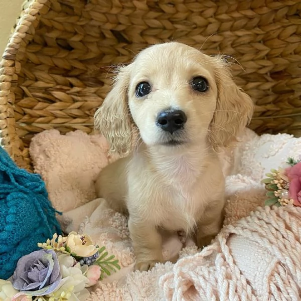 Disponibili splendidi Bassotto cuccioli per adozione | Foto 2