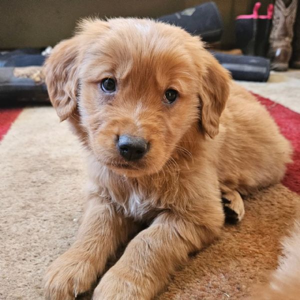Splendidi Golden Retriever cuccioli per adozione | Foto 4