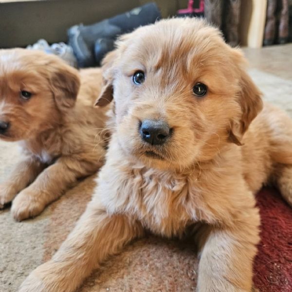 Splendidi Golden Retriever cuccioli per adozione | Foto 2