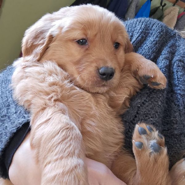 Splendidi Golden Retriever cuccioli per adozione | Foto 0