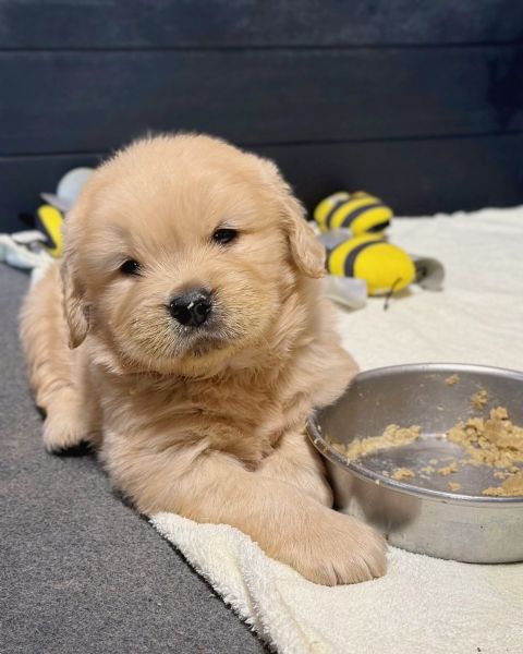 Splendidi Golden Retriever cuccioli per adozione | Foto 0