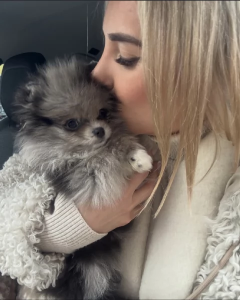 Bellissimi cuccioli di Pomerania Volpino maschi e femmine in vendita | Foto 5