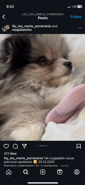 Bellissimi cuccioli di Pomerania Volpino maschi e femmine in vendita | Foto 4