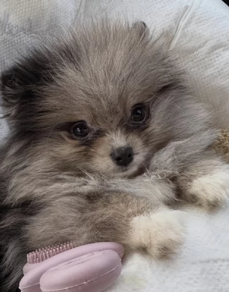 Bellissimi cuccioli di Pomerania Volpino maschi e femmine in vendita | Foto 3
