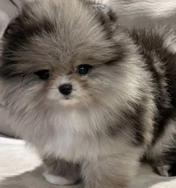 Bellissimi cuccioli di Pomerania Volpino maschi e femmine in vendita | Foto 2