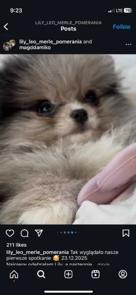 Bellissimi cuccioli di Pomerania Volpino maschi e femmine in vendita | Foto 1