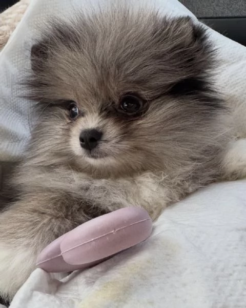 Bellissimi cuccioli di Pomerania Volpino maschi e femmine in vendita
