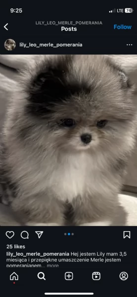Bellissimi cuccioli di Pomerania Volpino maschi e femmine in vendita | Foto 0