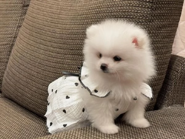 Cucciolo di Pomerania di razza pura giocherellone e affettuoso | Foto 2
