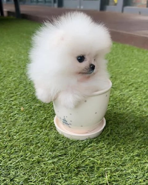 Cucciolo di Pomerania di razza pura giocherellone e affettuoso