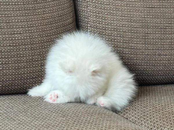 Cucciolo di Pomerania di razza pura giocherellone e affettuoso | Foto 1